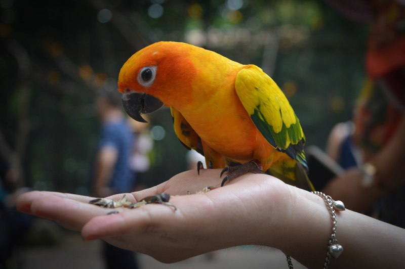 Краснощекий попугай (Amazona arausiaca)