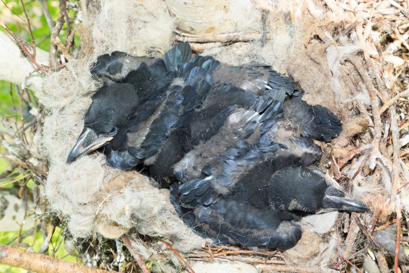 В Красноярске черные вороны