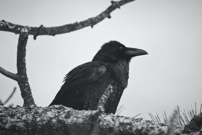 . Corvidae - вороновые с птенцами