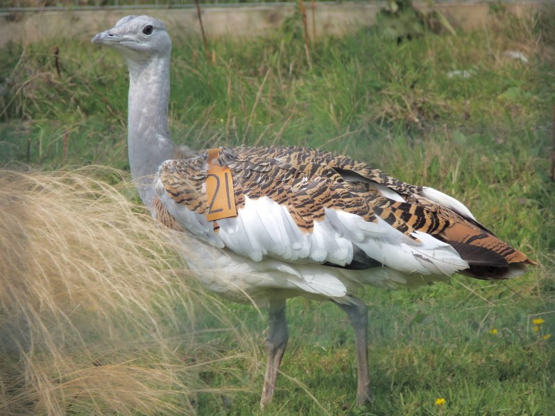Chlamydotis macqueenii