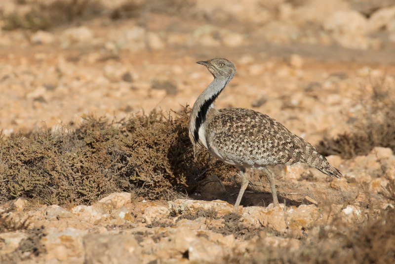 Chlamydotis macqueenii