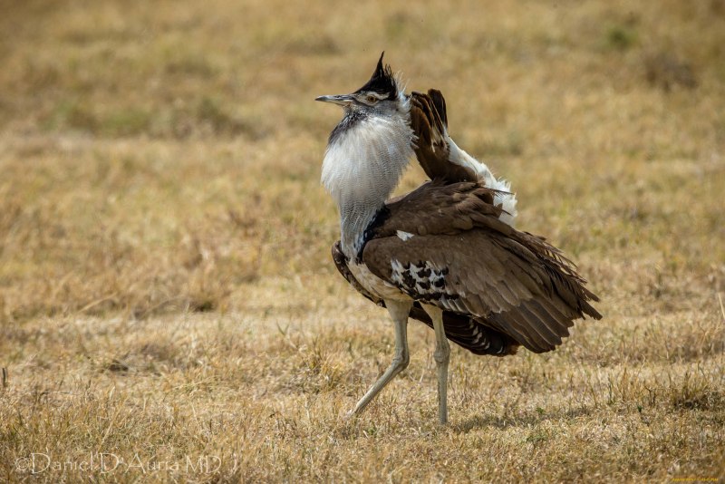 Houbara Bustard