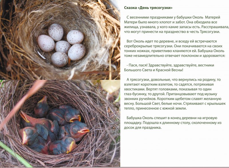 Яйца трясогузки