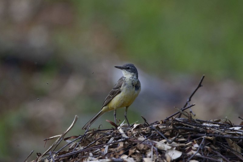 Гнездо Nest белая трясогузка Motacilla Alba
