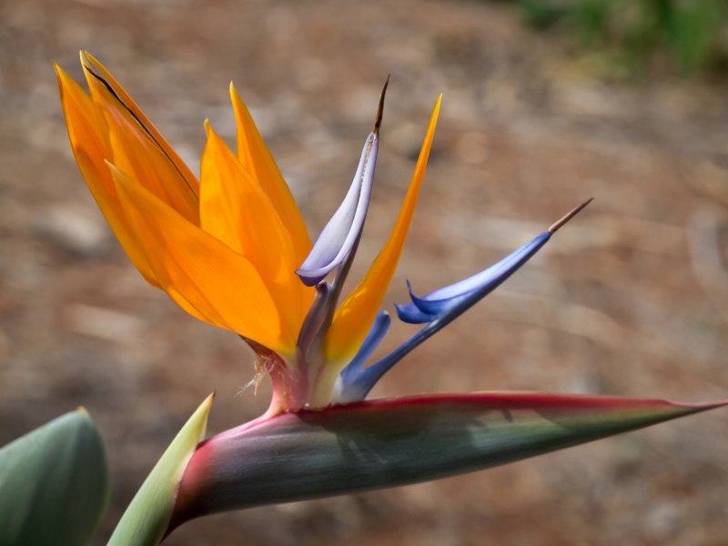 Strelitzia Reginae