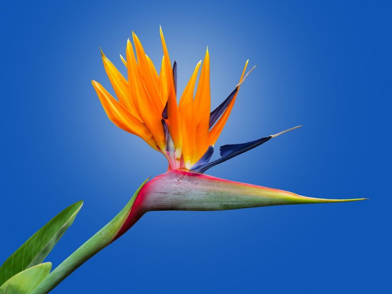 Bird of Paradise растение
