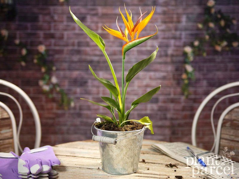 Стрелитция Королевская (Strelitzia Reginae) семена