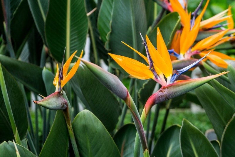 Strelitzia Reginae