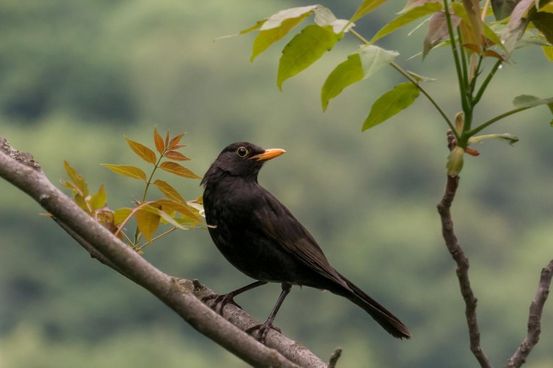 Дрозд-деряба (turdus viscivorus)
