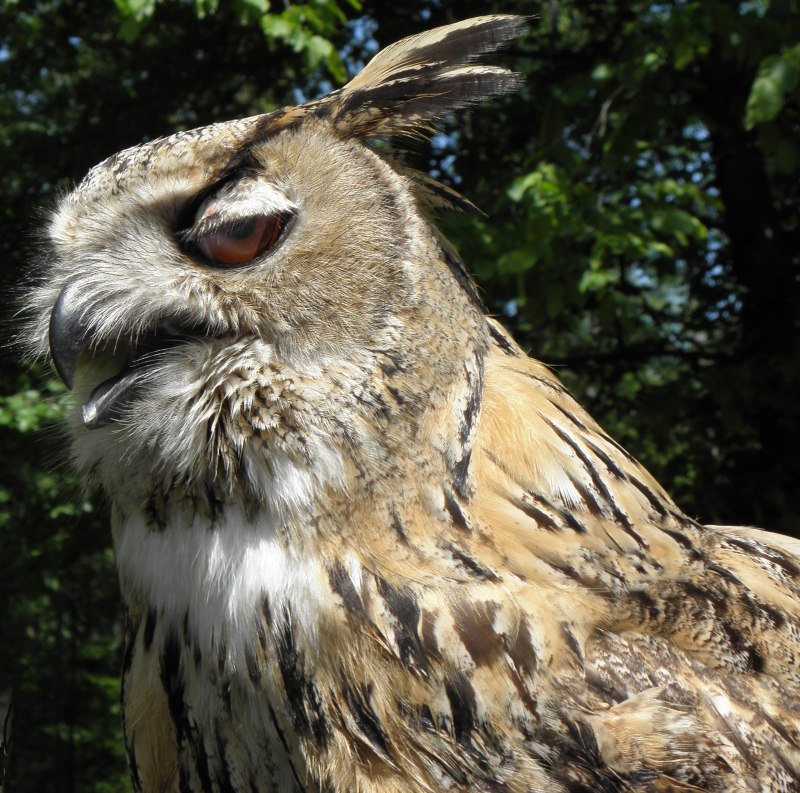 Great Horned Owl (Сыч)