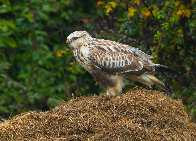 Зимняк (Buteo lagopus