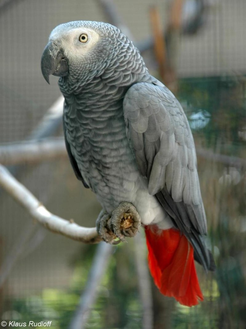 Королевский жако