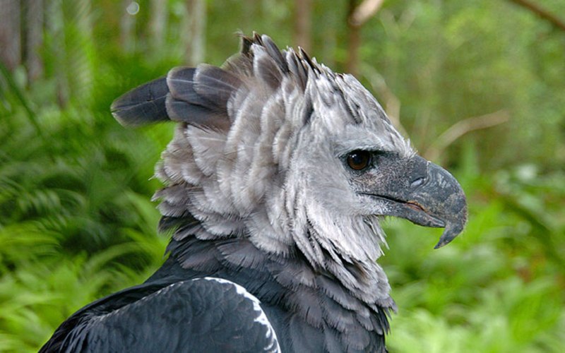 Harpy Art