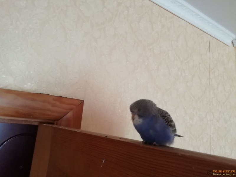 Какаду и волнистый попугай