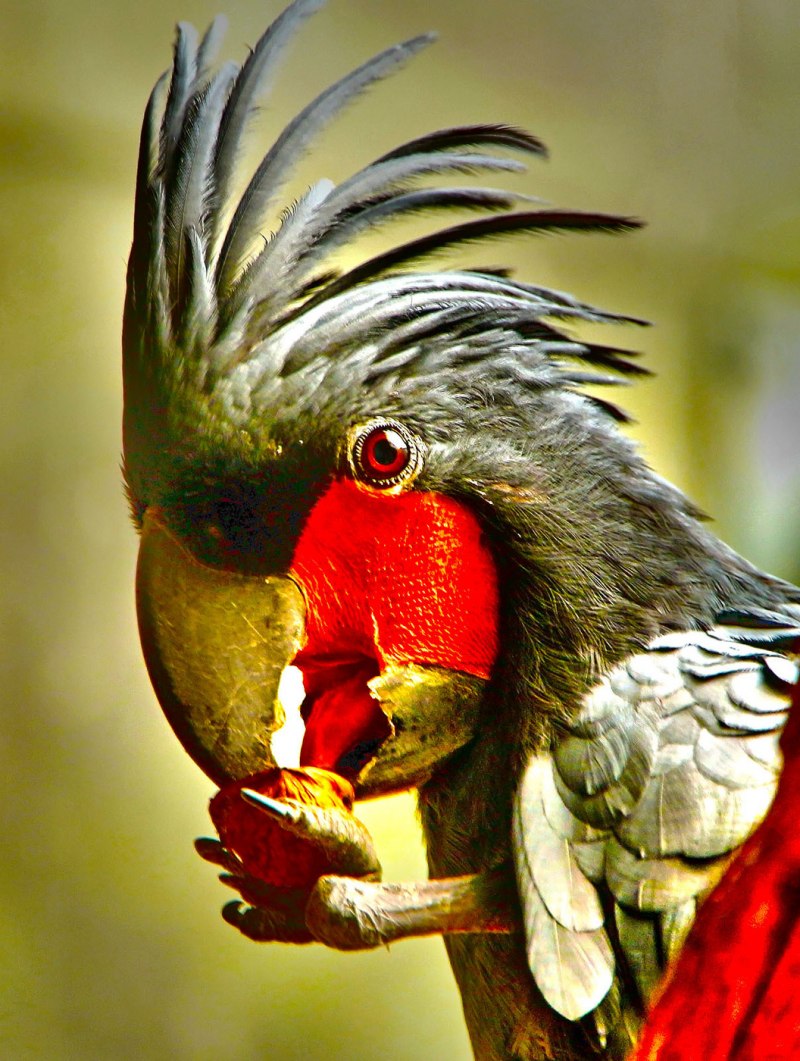 Cacatua galerita