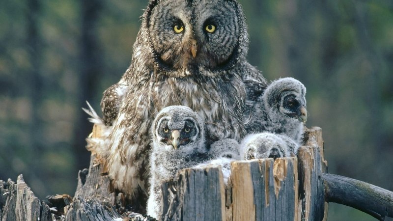 Королевский Сыч