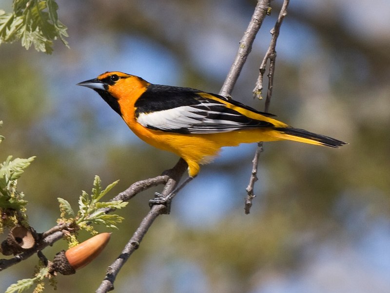 Обыкновенная Иволга Oriolus Oriolus