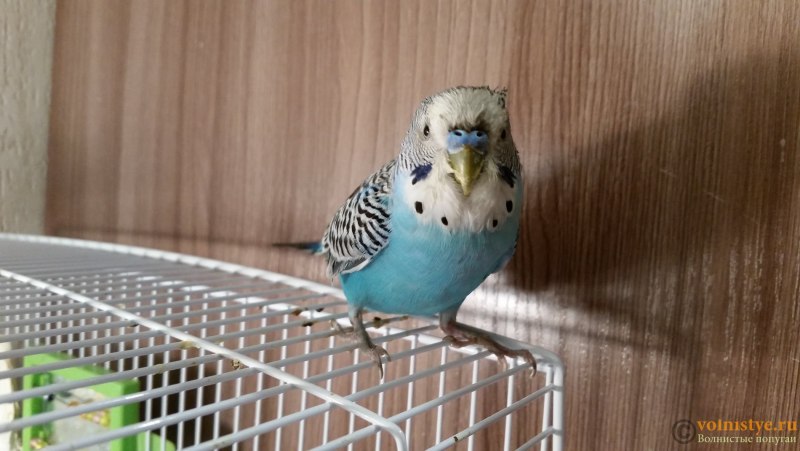 Маховые волнистых попугаев