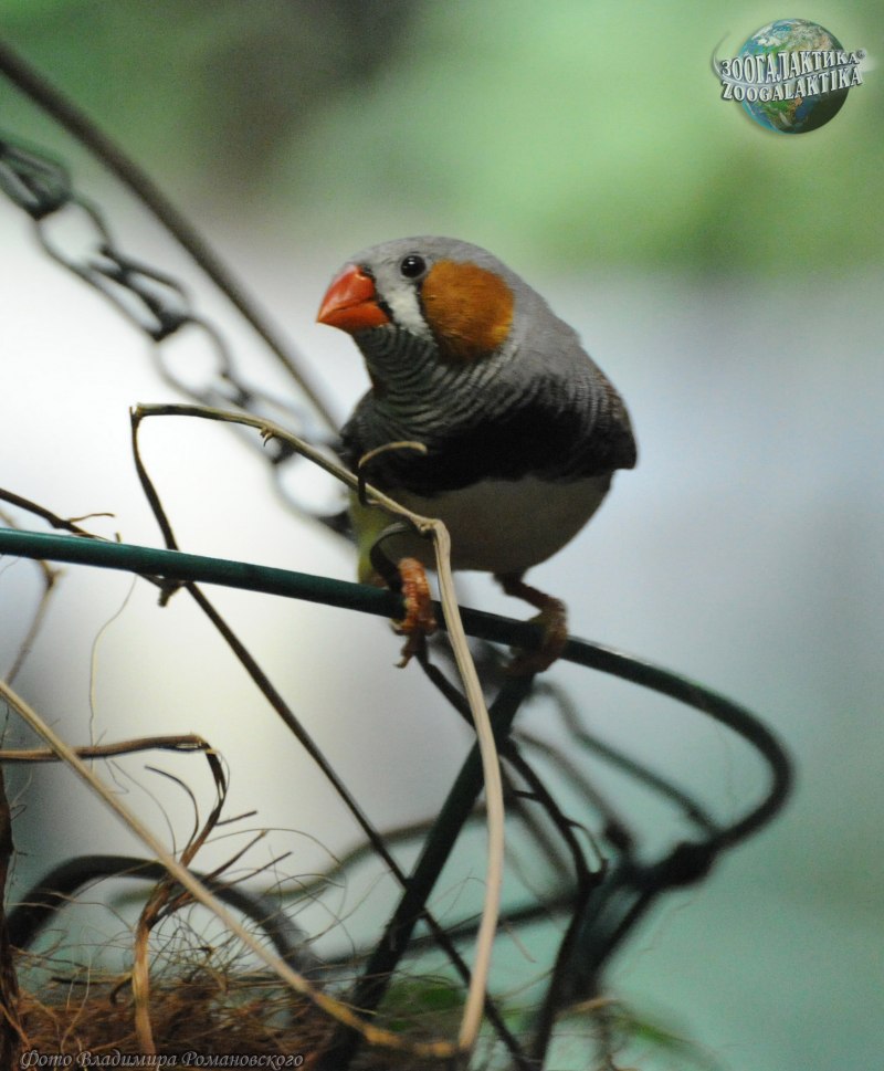 Амадин зебровый Finch