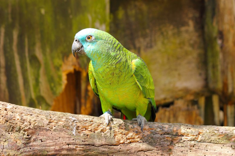 Blue Fronted Amazon Parrot