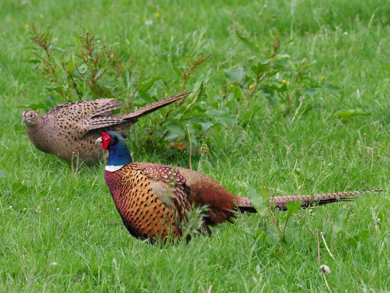 Предкавказский фазан (Phasianus colchicus septentrionalis)