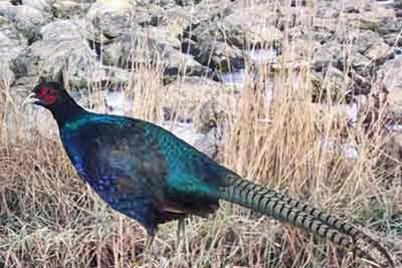 Предкавказский фазан (Phasianus colchicus septentrionalis)