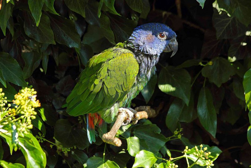 Сливоголового попугая (Psittacula cyanocephala)