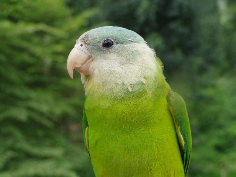 Difference between Parakeet and Parrot
