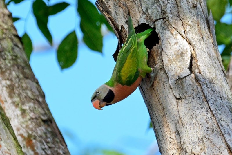 Psittacula cyanocephala