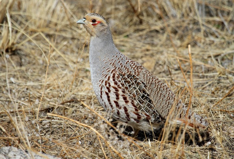 Бородатая куропатка (Perdix dauurica)