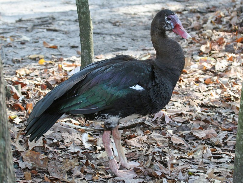 Plectropterus gambensis