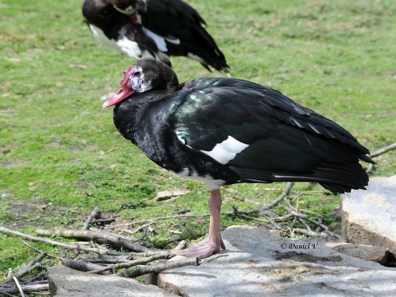 Spur Winged Goose