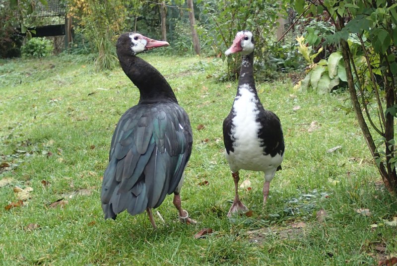 African Spur-Winged Goose