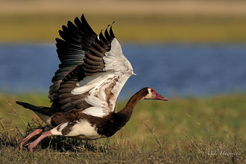 Шпорцевый Гусь Plectropterus gambensis