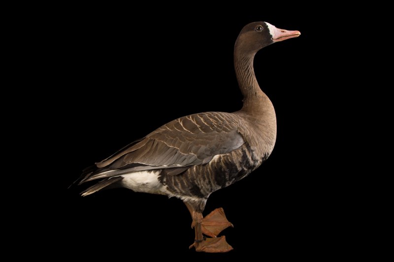 Шпорцевый Гусь Plectropterus gambensis