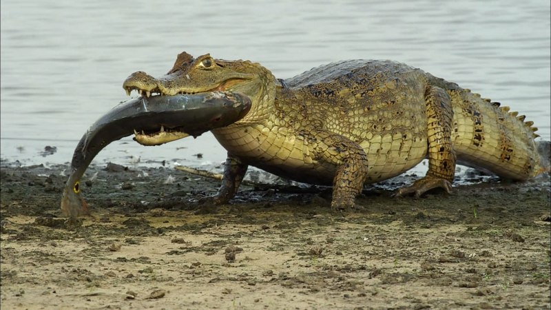 Нильский крокодил National Geographic