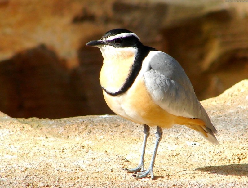 Pluvianus aegyptius