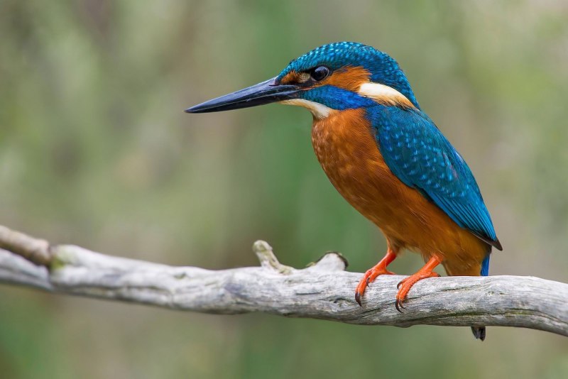 Ceyx Azureus