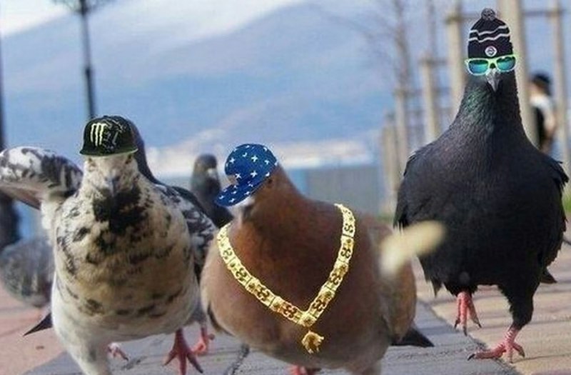 Голубь в шляпе