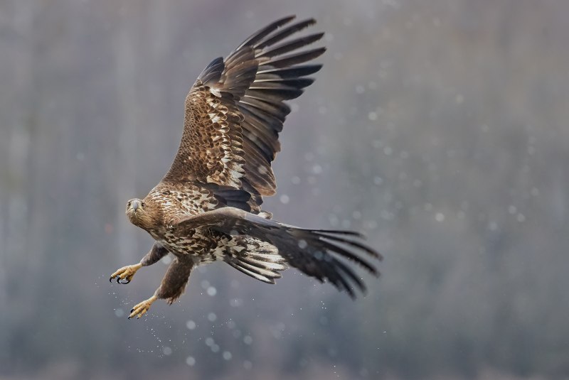 Ястреб - тетеревятник (Accipiter gentilis)
