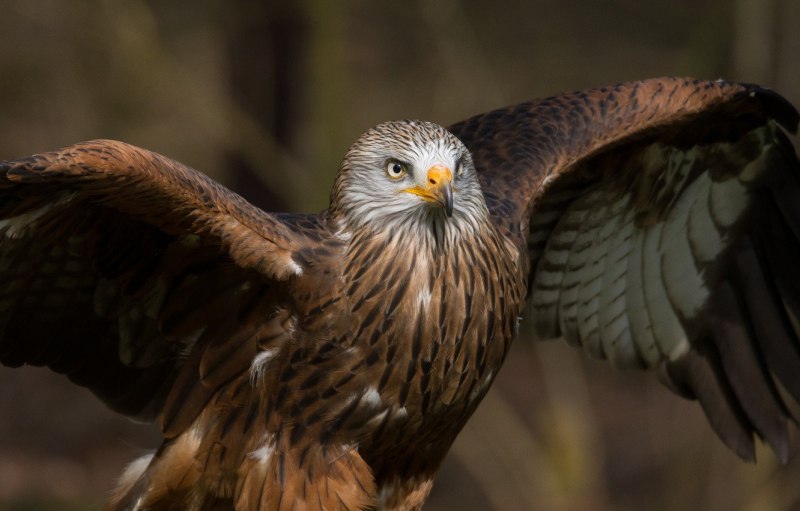 Ястреб - тетеревятник (Accipiter gentilis)
