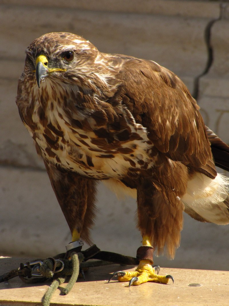 Тетеревятник (Accipiter gentilis)