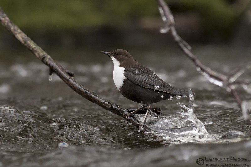 White-throated Dipper