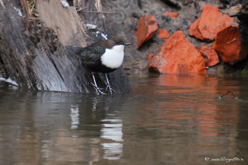 Оляпка гребет под водой