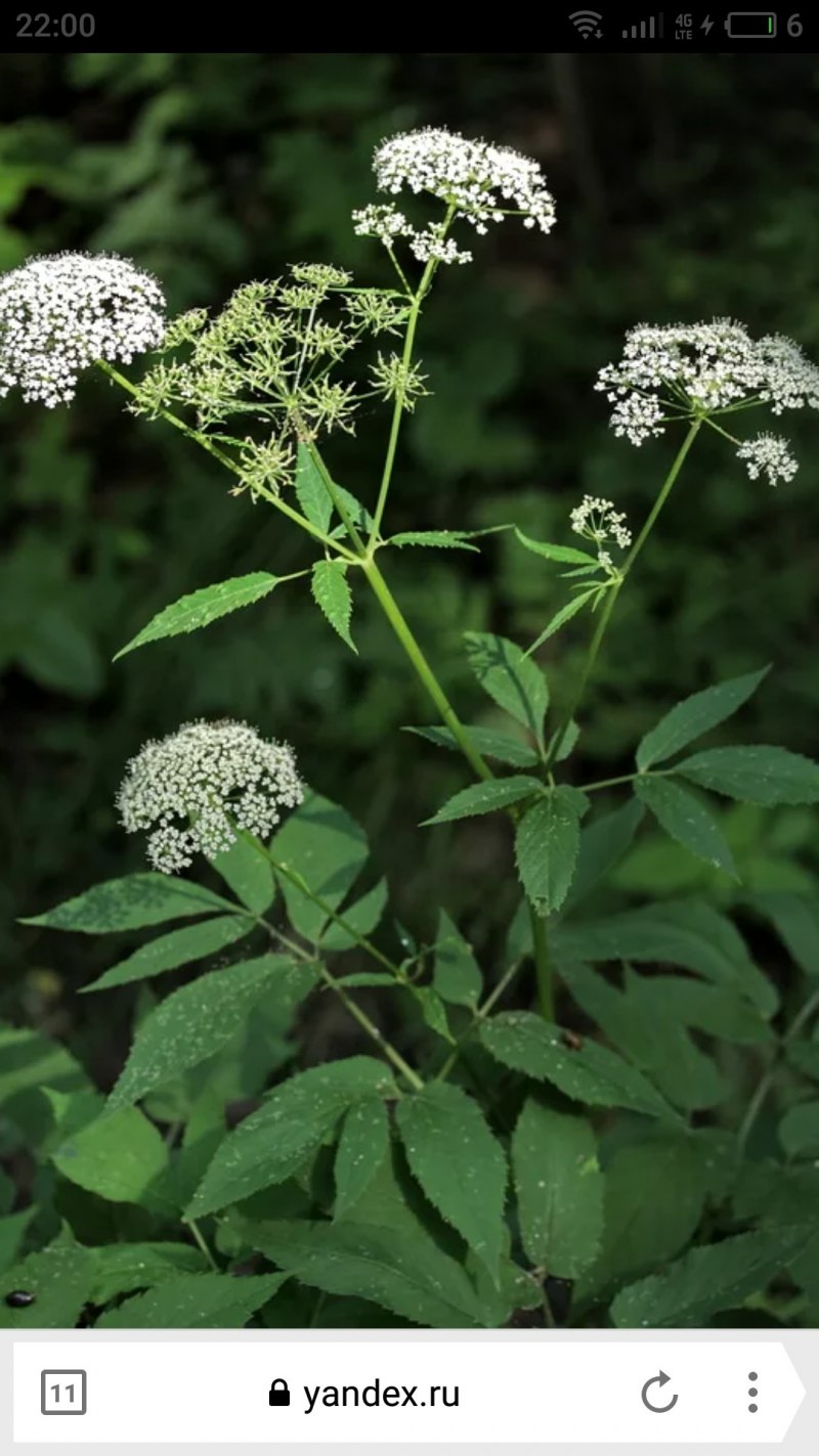 Сныть обыкновенная (Aegopodium podagraria l.)