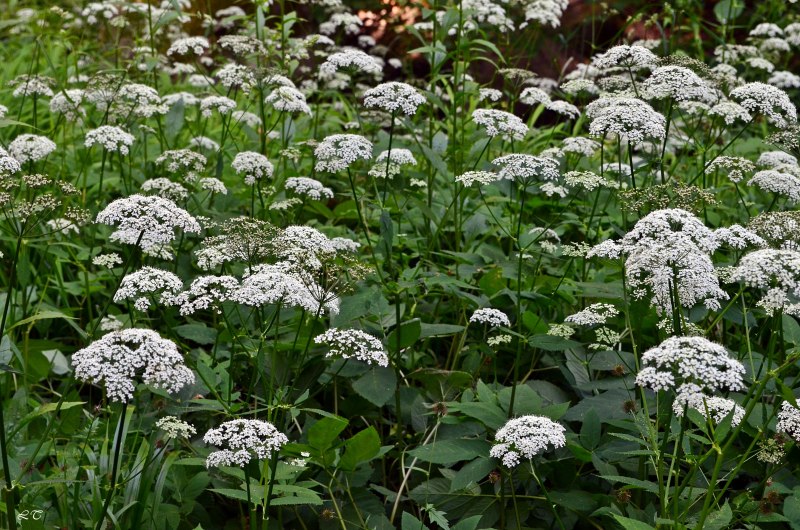 Сныть (Aegopodium podagraria)