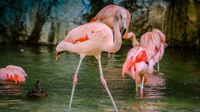 Flamingo feet