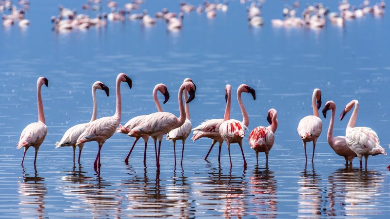 Обыкновенный Фламинго (розовый Фламинго) (Phoenicopterus roseus)