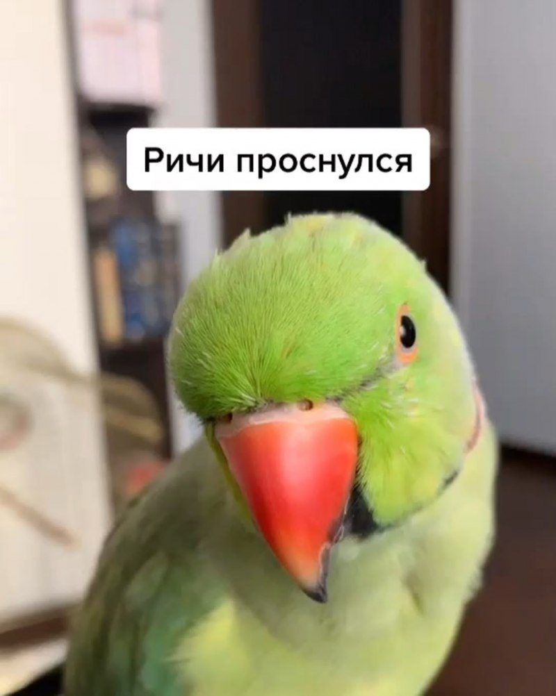 Говорящие попугаи