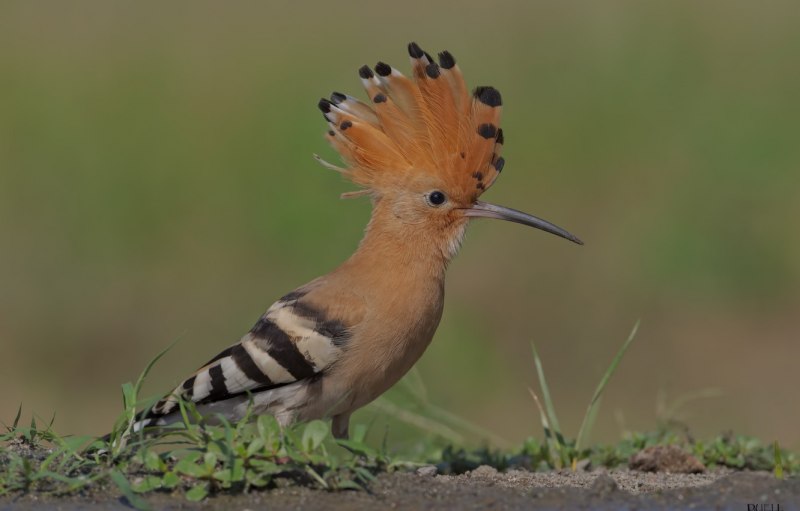Titmouse синица